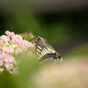 紫陽花とアゲハ蝶