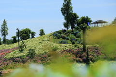 かざはやの里13