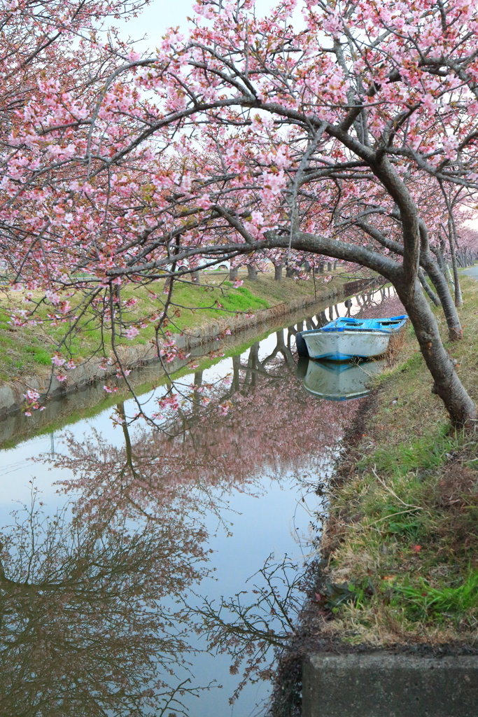 河津桜ロード1