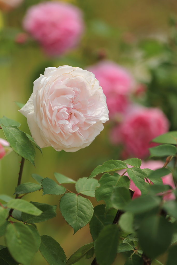 ベルファーム13