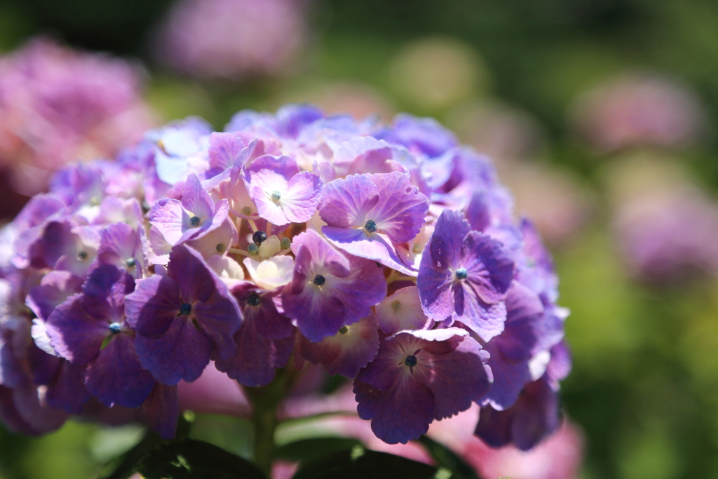 かざはやの里10