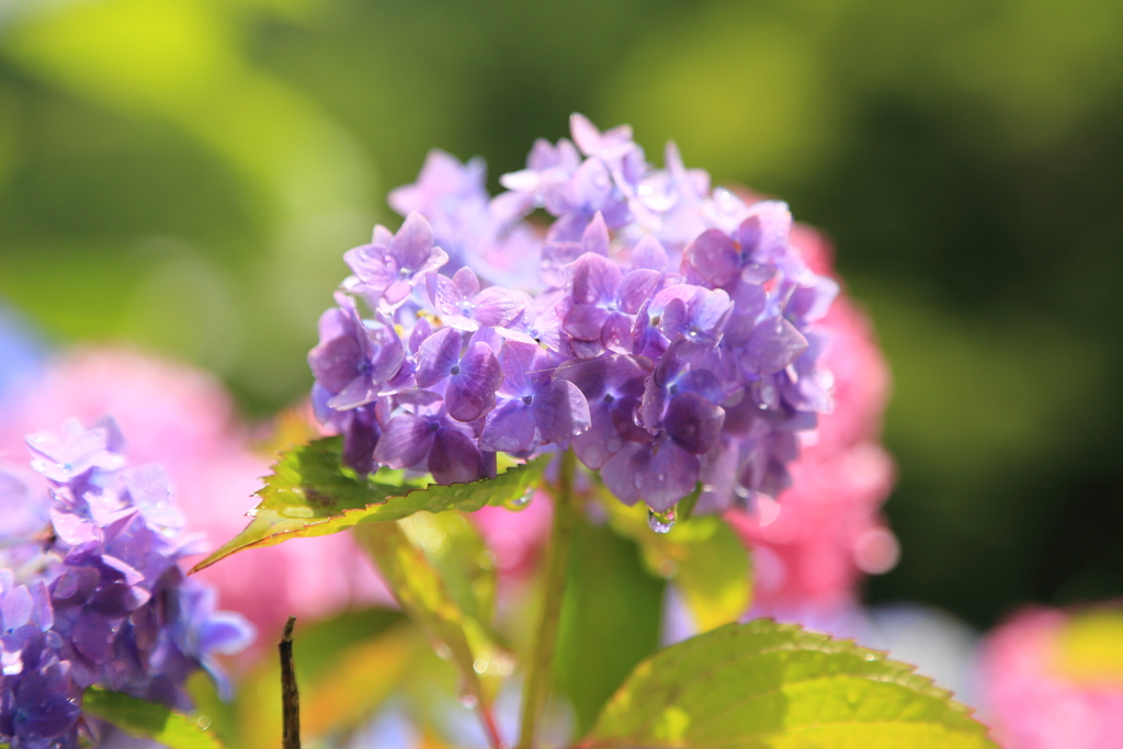 雨上がりの紫陽花