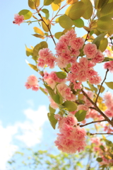 徴古館のカンザン桜