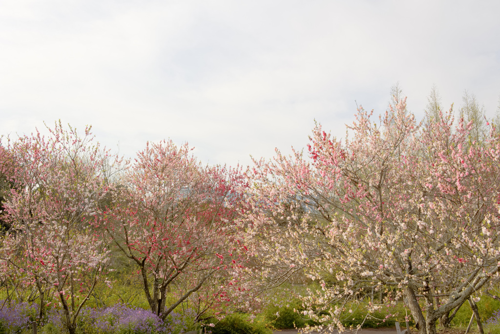 本日の花の広場2