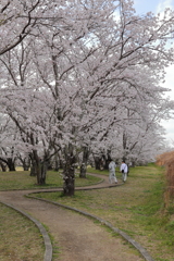 桜並木の散歩道