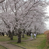 桜並木の散歩道