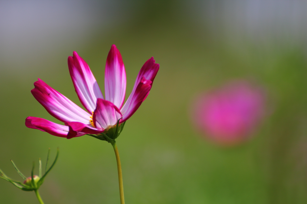 コスモスかな？