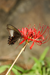 彼岸花とアゲハ蝶
