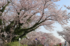 散歩道のさくら