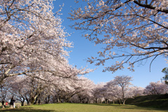 本日も花見日和　2