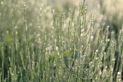 朝露の雑草