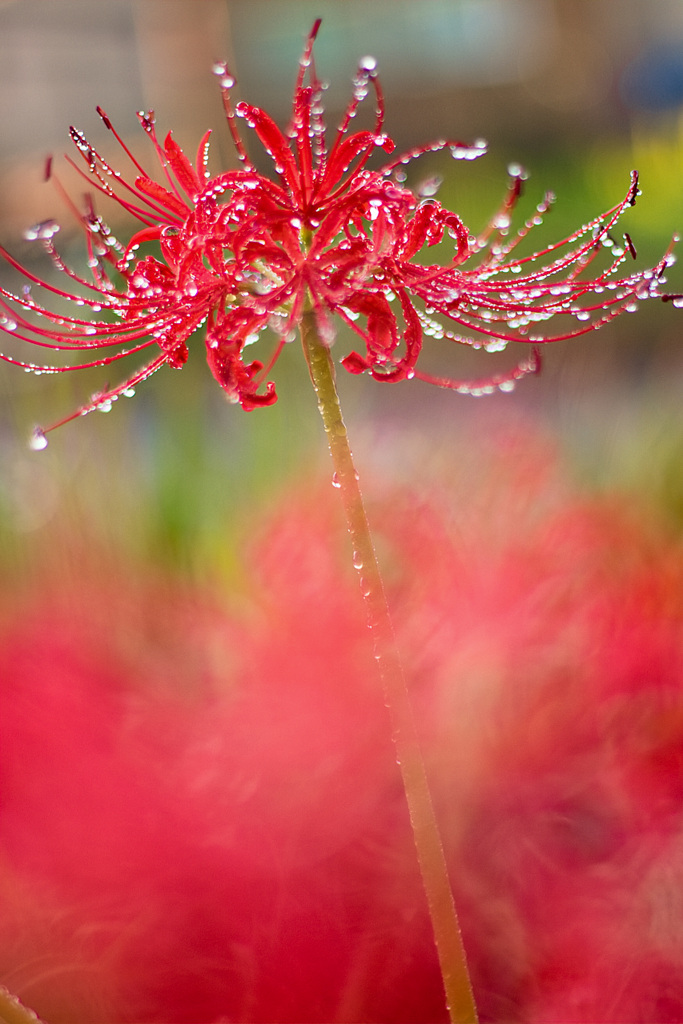 雨上がりの彼岸花