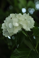 森の中の紫陽花