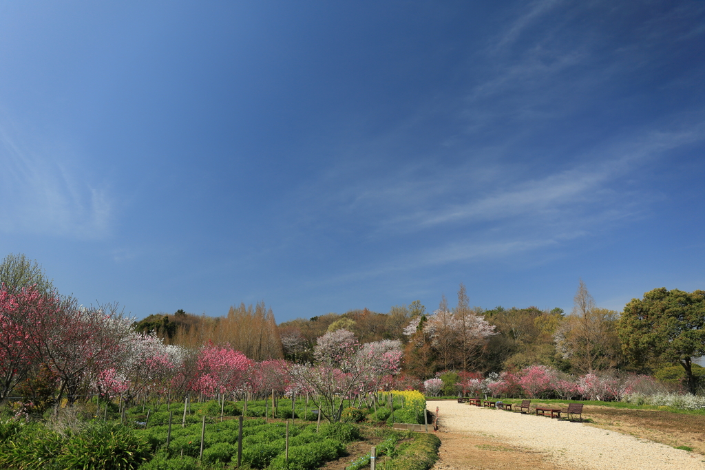 花の広場　2