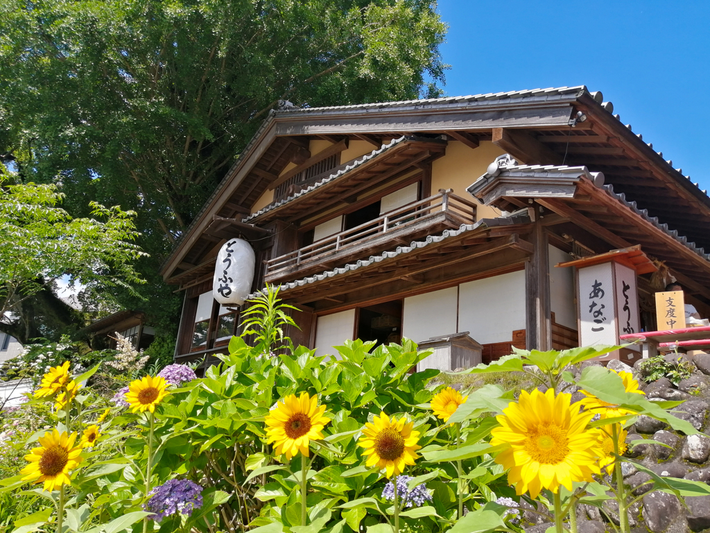 初夏の五十鈴川河畔