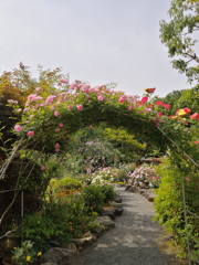 バラ園6