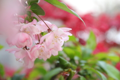 いつかのさくら