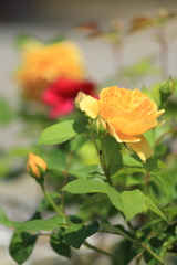 ベルファーム14