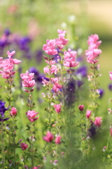 ベルファーム10