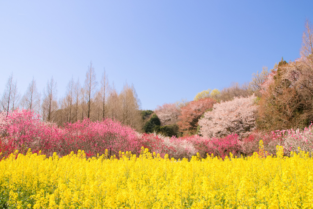 快晴の花の広場2