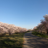 本日も花見日和