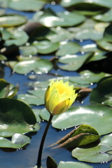 一輪のスイレン