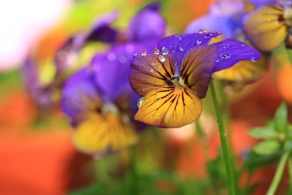 我が家のパンジー