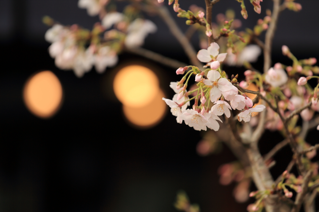 軒先の３分咲き