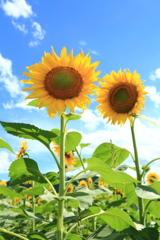 ひまわりと青空1