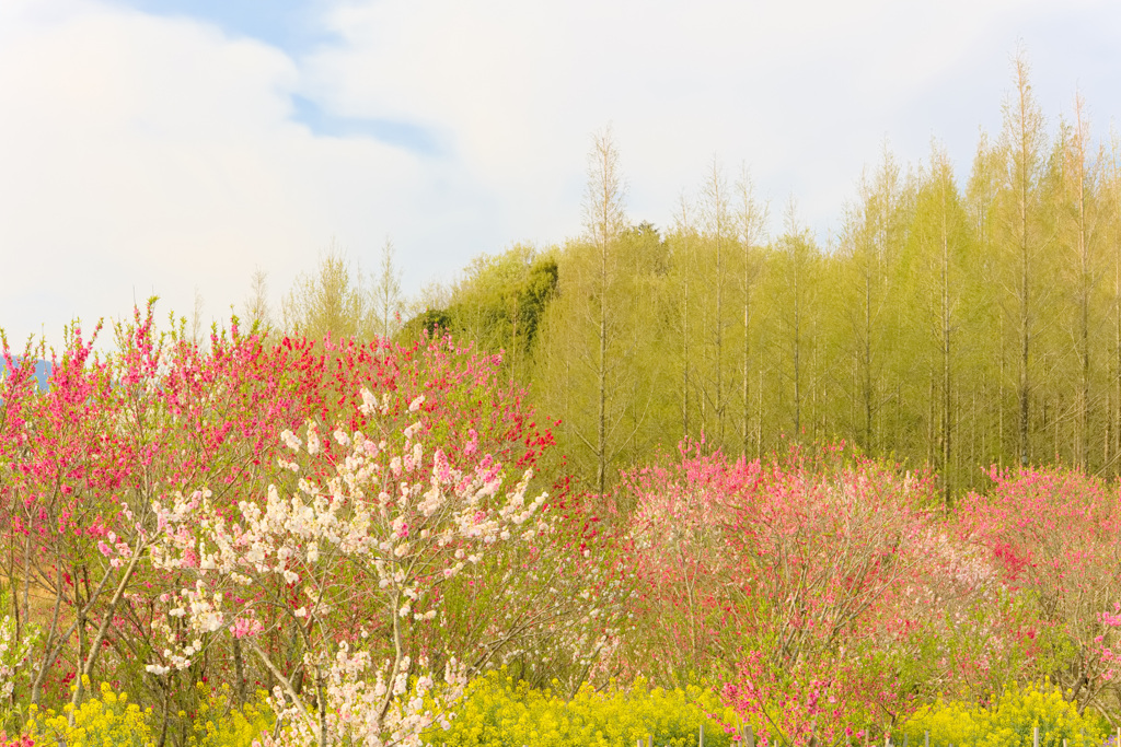 本日の花の広場1
