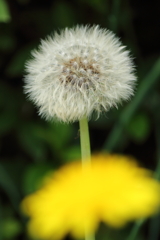 たんぽぽ2