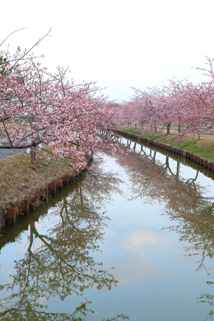 河津桜ロード2