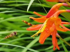 ヒメトウショウブに虻1