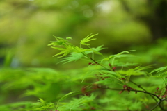 greeeeen