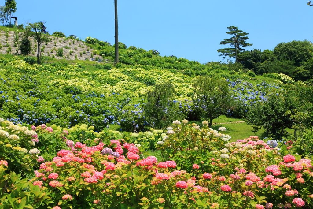 かざはやの里11