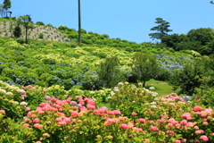 かざはやの里11