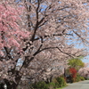 五十鈴川堤の桜