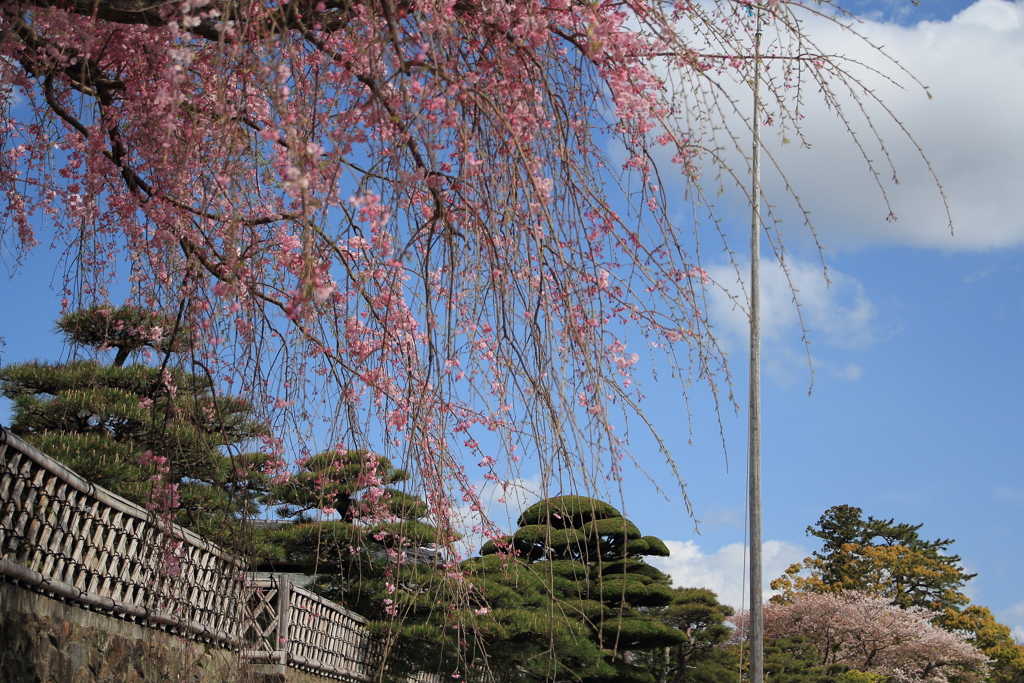 しだれ桜1