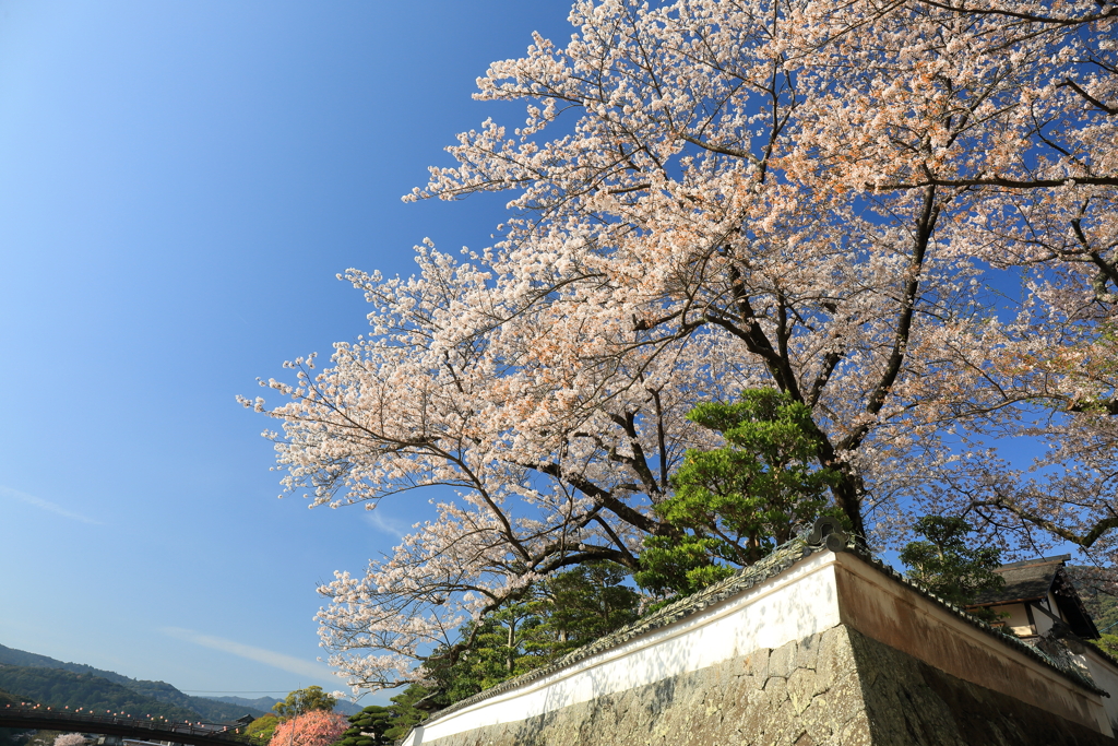 五十鈴川河畔　２