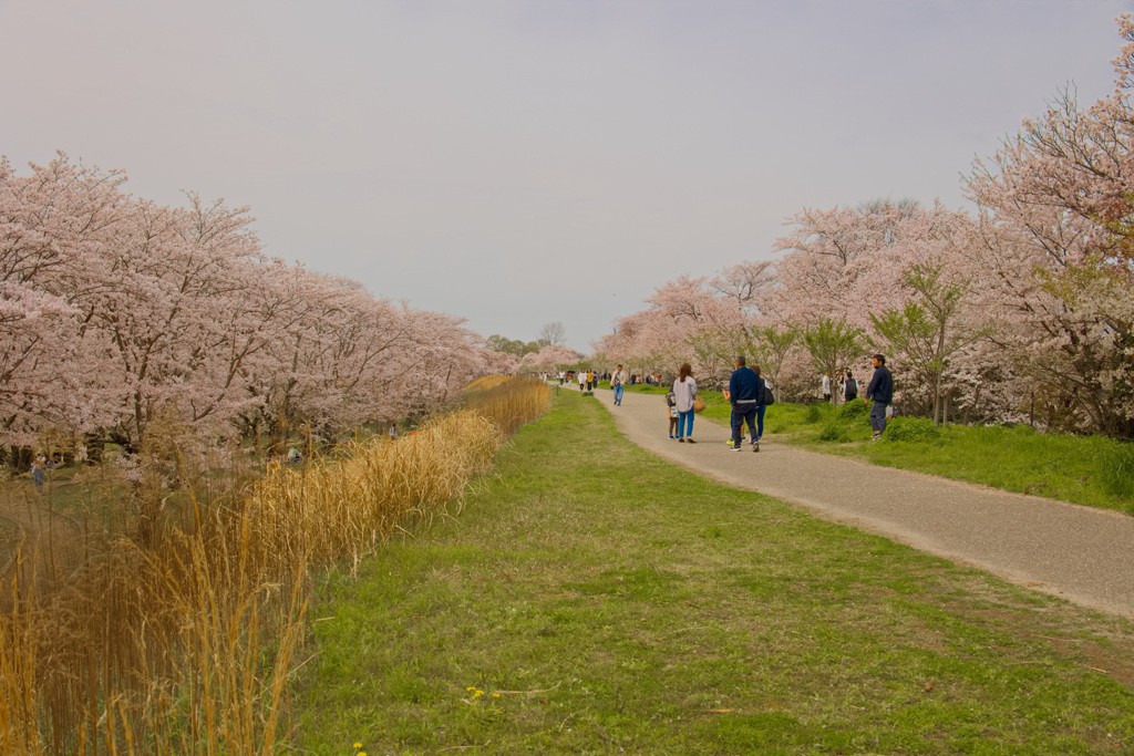 本日の宮川堤