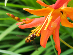 ヒメトウショウブに虻2