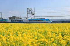 ミジュマルライナーと菜の花畑