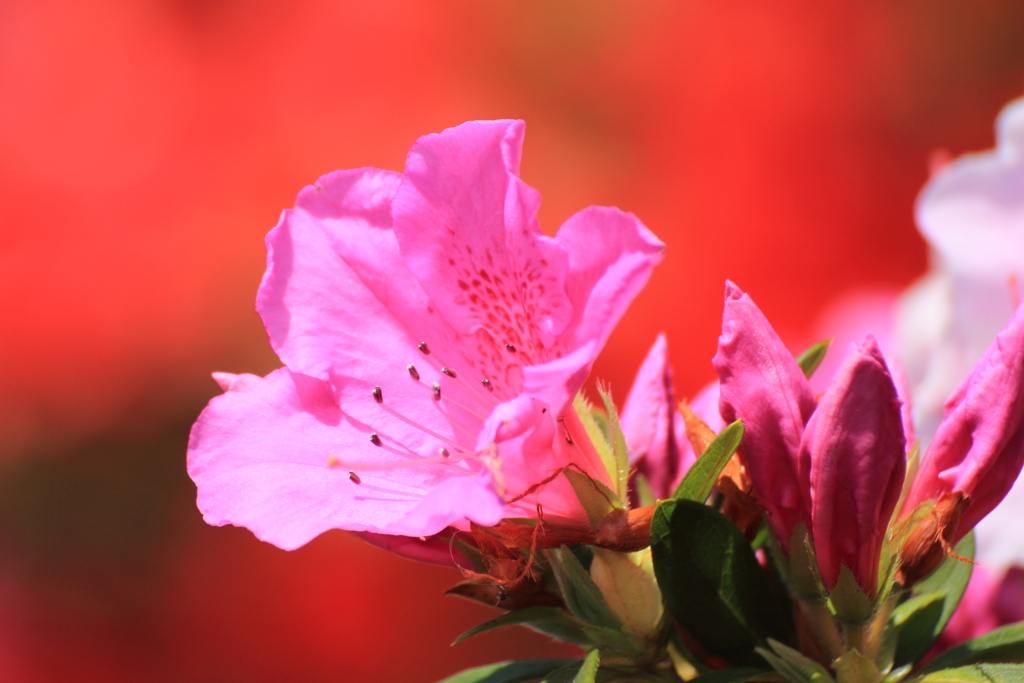 いつかのつつじ