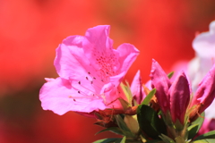 いつかのつつじ