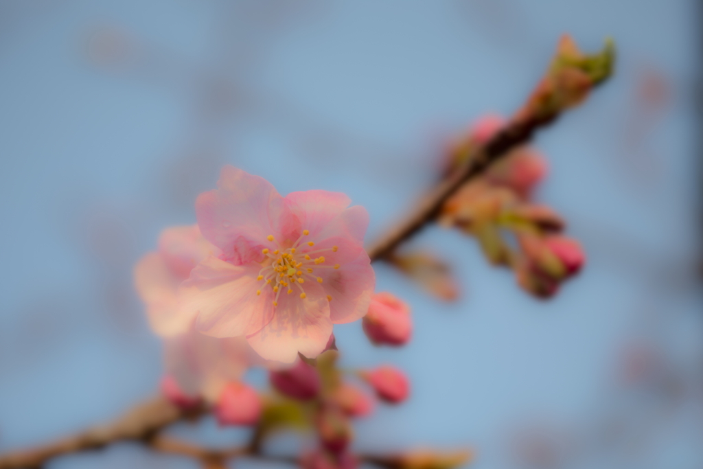 河津桜