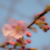 河津桜