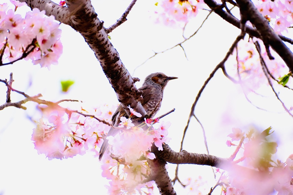 ひよどりと桜