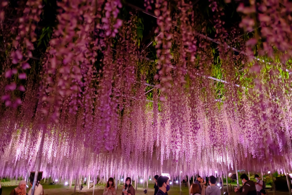 あしかがフラワーパークの大藤【夜の部】