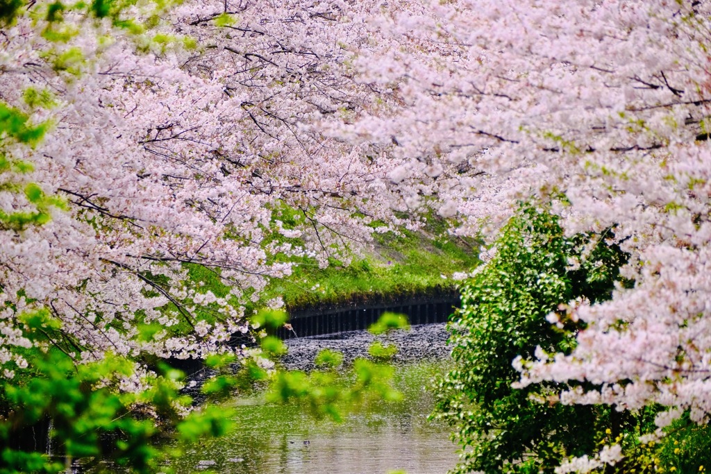 海老川の桜