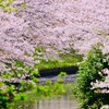 海老川の桜